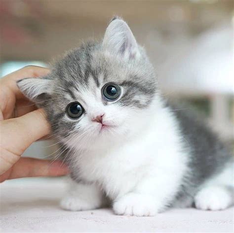 cutest cat pics|pictures of cute kitty cats.